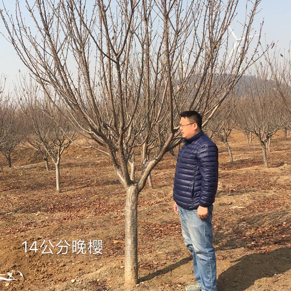 晚樱14公分