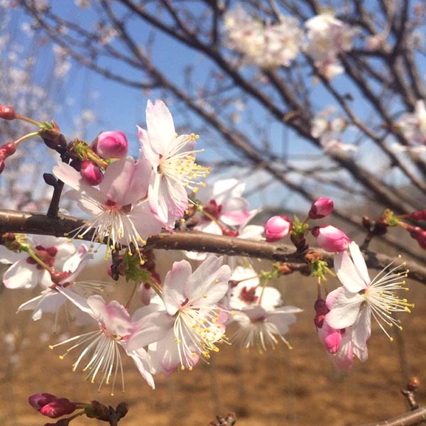 杭早樱