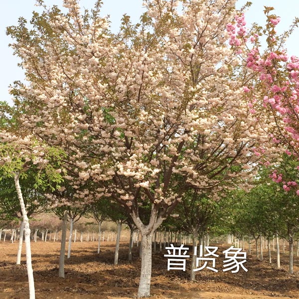 普贤象樱