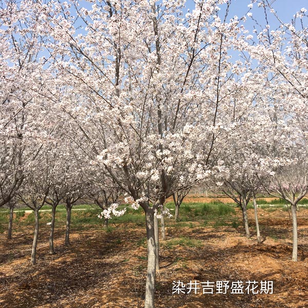 染井吉野樱盛花期