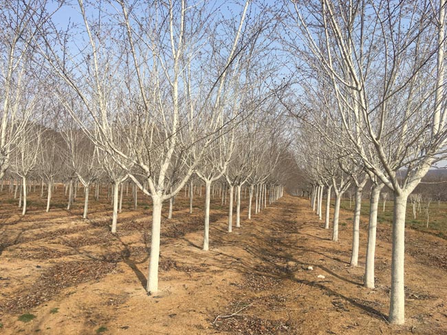 华茂樱花基地：冬季樱花苗木培育措施
