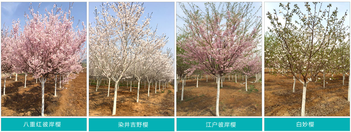 泰安市华茂樱花种植专业合作社