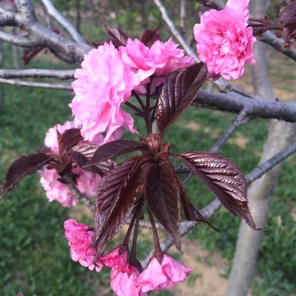 红叶樱花