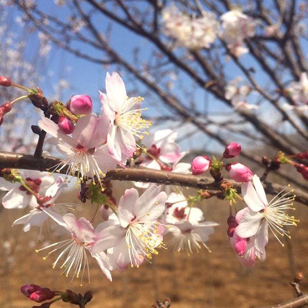 杭早樱