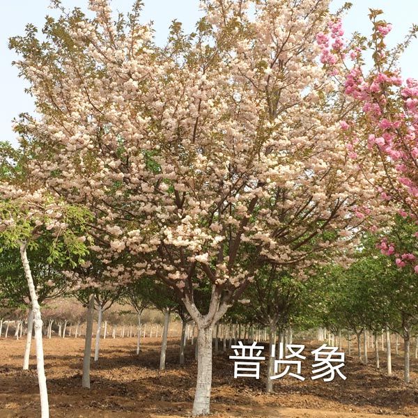 普贤象樱