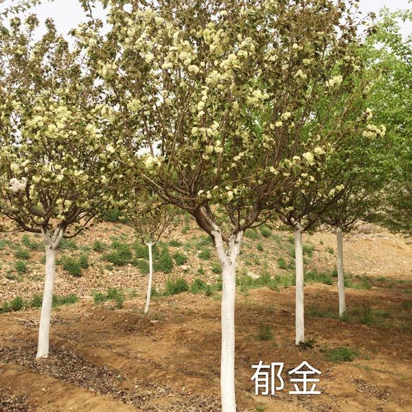 郁金樱