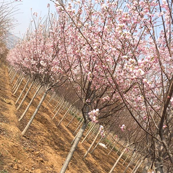 江户彼岸樱