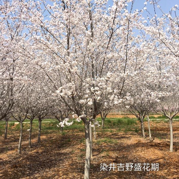 染井吉野樱盛花期