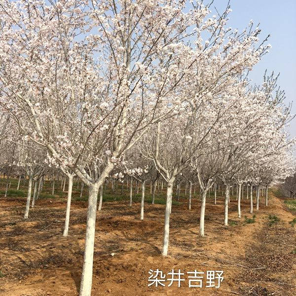 染井吉野樱