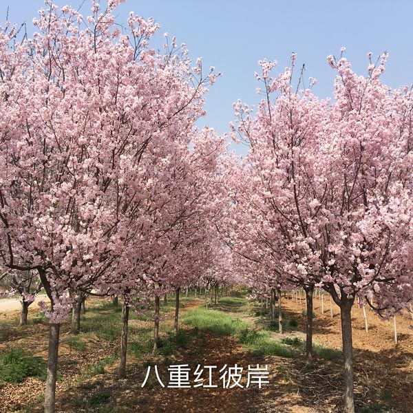 八重红彼岸樱
