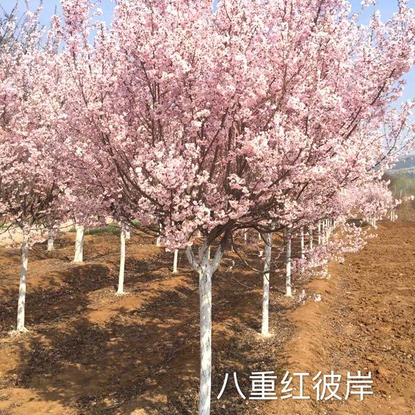 八重红彼岸樱