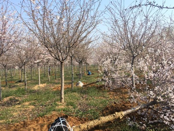 泰安樱花基地浅析樱花树修剪方式