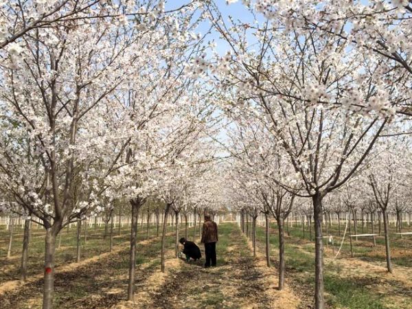 樱花树定植后该如何浇水？