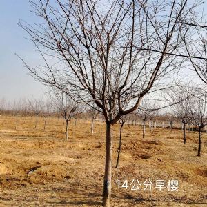 早樱14公分