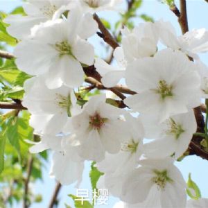 早樱