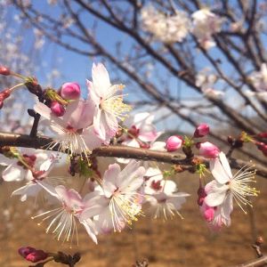杭早樱