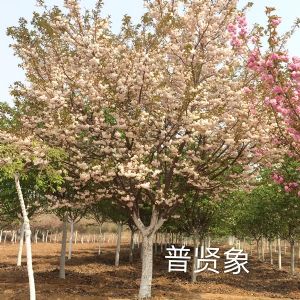 普贤象樱