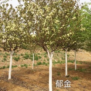 郁金樱