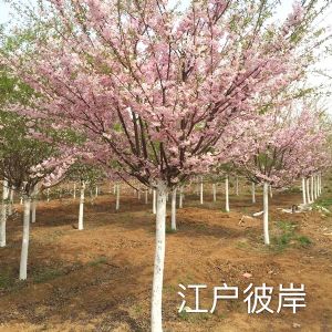 江户彼岸樱
