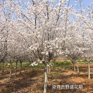 染井吉野樱盛花期
