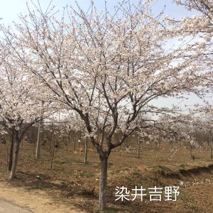 染井吉野樱