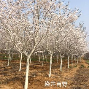 染井吉野樱