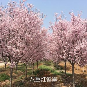 八重红彼岸樱