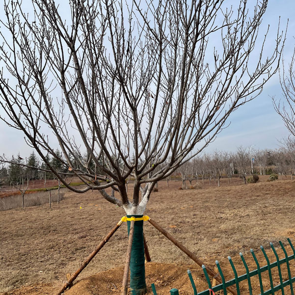 微信图片_20250109145147.jpg