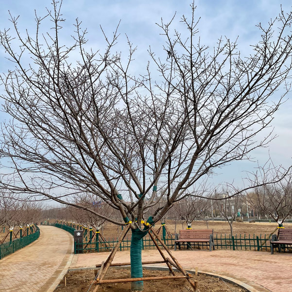 普贤象.jpg