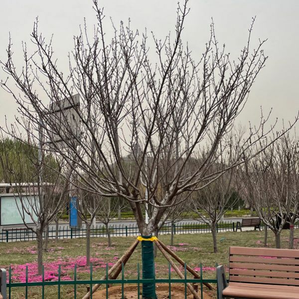 图片展示
