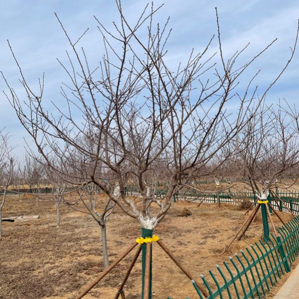 早樱“河津樱”