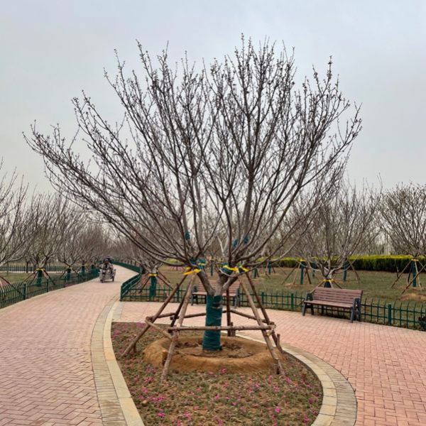 图片展示