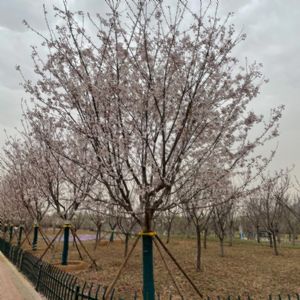 图片展示