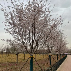 图片展示