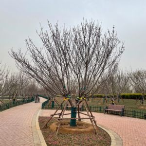 晚樱“关山”