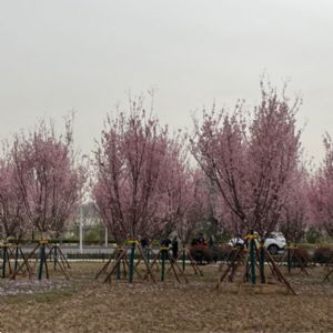 图片展示