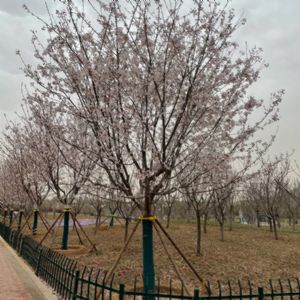 图片展示