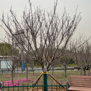 图片展示